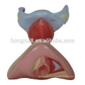 ISO Female Internal and External Genital Organs Model